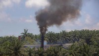 Upaya-upaya tersebut dilakukan agar industri minyak sawit tak hanya memberikan keuntungan besar bagi sebagian pihak saja tetapi juga dapat melindungi para pekerja yang juga turut andil dalam geliat industri minyak sawit dunia tersebut. AP Photo.