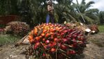 Potret Muram Kehidupan Para Buruh Perkebunan Sawit
