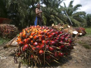 3 Hal yang Harus Diketahui soal Nasib Industri Sawit di Tengah Pandemi