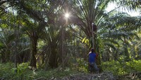 Seperti diketahui, minyak kelapa sawit hampir tidak mungkin dihindari. Kerap disamarkan pada label sebagai bahan yang terdaftar dengan lebih dari 200 nama, minyak kelapa sawit dapat ditemukan di berbagai produk yang dijajakan di rak-rak pasar swalayan, seperti terkandung di dalam cat, kayu lapis, pestisida, pil, pakan ternak, hingga pembersih tangan. AP Photo/Gemunu Amarasinghe.
