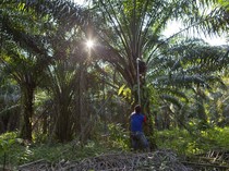 Industri Sawit hingga Tembakau Disebut Rentan Tekanan Narasi Global