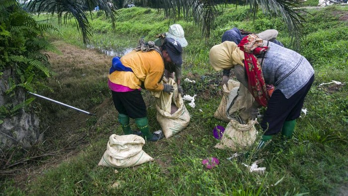 Potret Muram Kehidupan Para Buruh Perkebunan Sawit