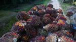 Potret Muram Kehidupan Para Buruh Perkebunan Sawit