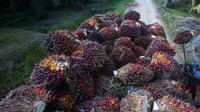 Dilansir dari AP, tak sedikit buruh yang merasa ditipu karena diiming-imingi pekerjaan dengan posisi jabatan tertentu namun berakhir bekerja sebagai buruh di perkebunan sawit. AP Photo/Binsar Bakkara.