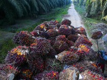 Program Peremajaan Kelapa Sawit Hadapi Masalah Besar Ini