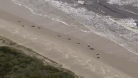 Otoritas Australia pada Selasa (22/9) mengatakan sepertiga paus pilot sirip panjang yang terdampar di lepas pantai barat Tasmania telah mati. (Australian Broadcast Corporation via AP)
