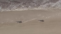 Menurut ABC News, sehari sebelumnya, sebanyak 270 paus ditemukan terdampar di Pelabuhan Macquarie di Pantai Tasmania. (Australian Broadcast Corporation via AP)