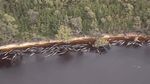 Sepertiga Paus yang Terdampar di Tasmania Mati