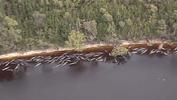 Sepertiga Paus yang Terdampar di Tasmania Mati In this image made from aerial video shows numerous stranded whales along the coastline Wednesday, Sept. 23, 2020, near the remote west coast town of Strahan on the island state of Tasmania, Australia. More pilot whales were found stranded on an Australian coast Wednesday, raising the estimated total to almost 500 in the largest mass stranding ever recorded in the country. (Australian Broadcast Corporation via AP)