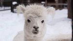 Fakta Alpaca, Hewan Gemas yang Meludah untuk Tunjukan Rasa Suka