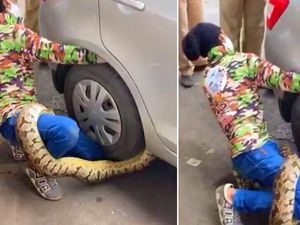Hii.. Gara-gara si Ular Piton Lewat, Jalanan Jadi Macet