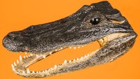 Kemudian ada juga barang berupa kepala aligator yang menjadi penghuni UBC. Bukan hanya sebagian, tapi satu kepala aligator yang utuh! Minimal, kepalanya ditemukan saat binatangnya sudah mati.. (dok Unclaimed Baggage Center)