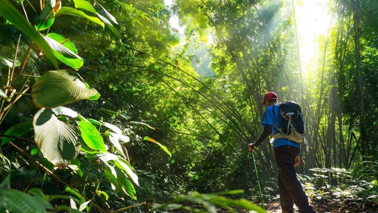 Rekomendasi Wisata Alam Sambil Mengenal Kekayaan Flora dan Fauna