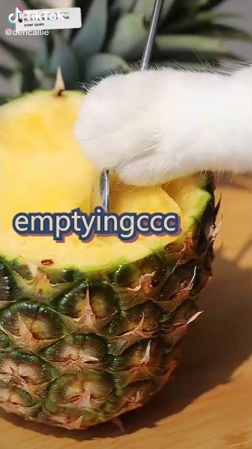 Gemas! Kucing yang Satu Ini Jago Bikin Dessert di TikTok
