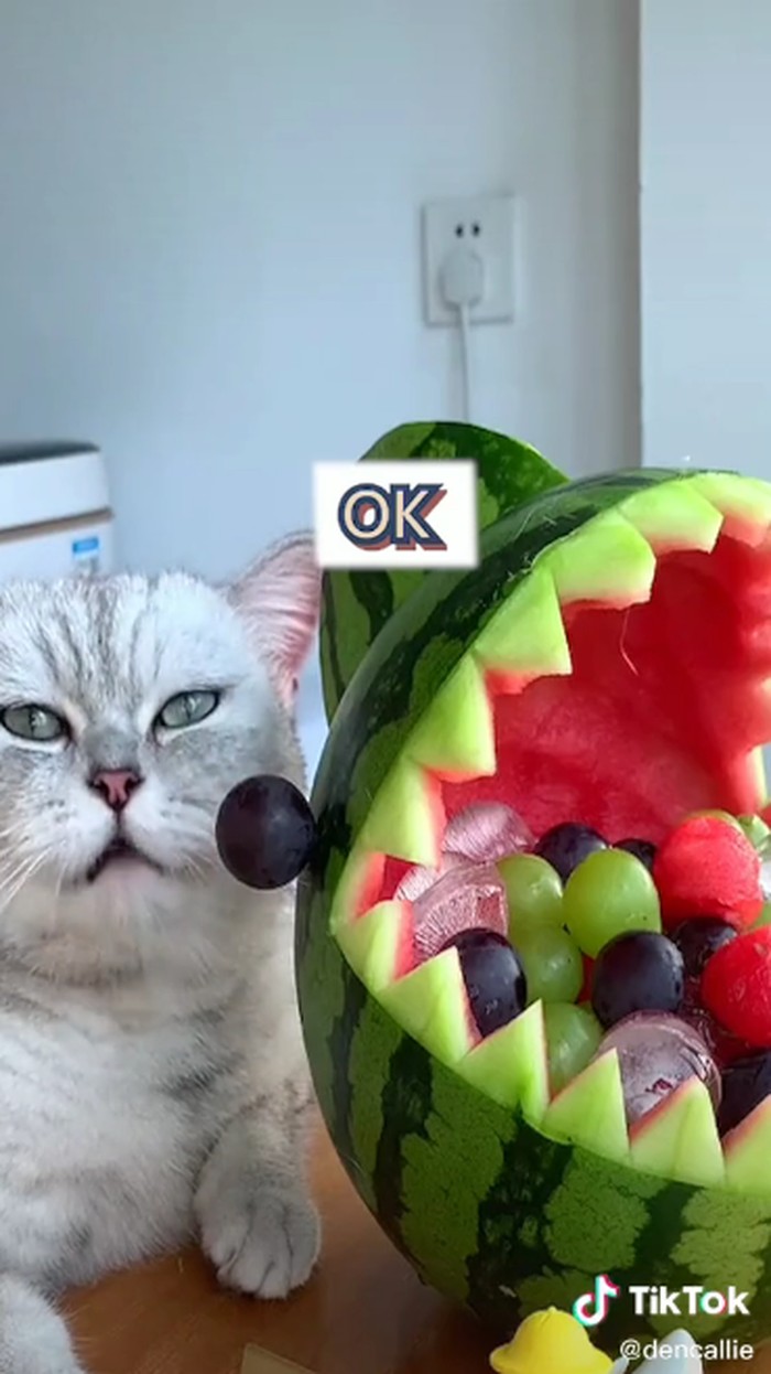 Gemas! Kucing yang Satu Ini Jago Bikin Dessert di TikTok Gemas! Kucing yang Satu Ini Jago Bikin Dessert di TikTok