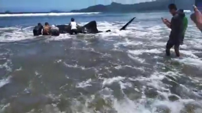 hiu paus di trenggalek