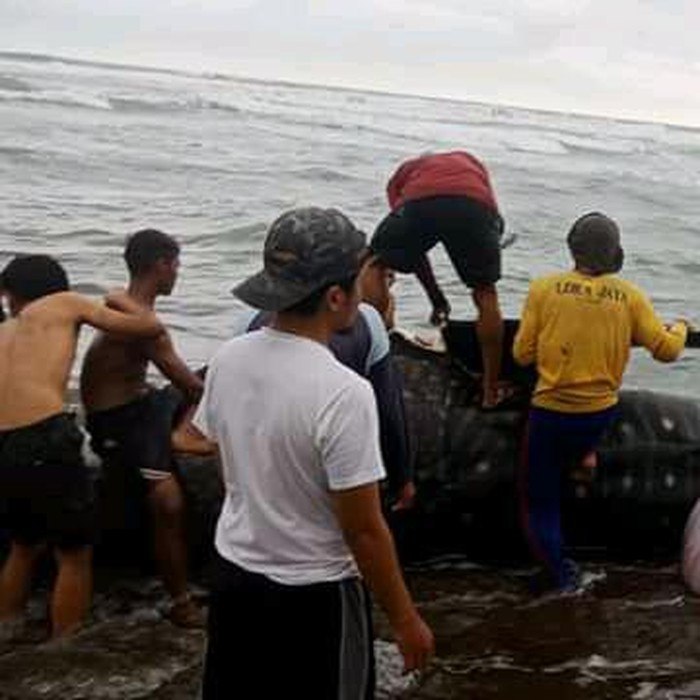Hiu paus totol memiliki ukuran panjang lima meter dan berat sekiytar satu ton itu pertama kali dilihat oleh warga yang tengah mencari ikan di muara Ciwidig Desa Kertajadi, Kecamatan Cidaun, Jumat (25/9/2020).