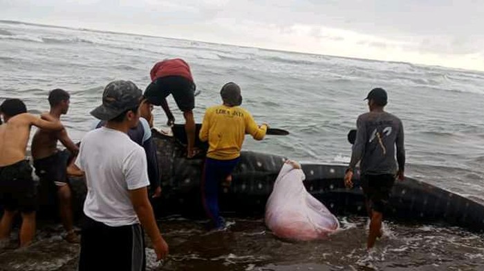 Hiu paus totol memiliki ukuran panjang lima meter dan berat sekiytar satu ton itu pertama kali dilihat oleh warga yang tengah mencari ikan di muara Ciwidig Desa Kertajadi, Kecamatan Cidaun, Jumat (25/9/2020).