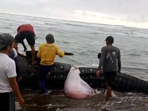 Cerita Warga Santap Daging Hiu Paus yang Terdampar di Cianjur