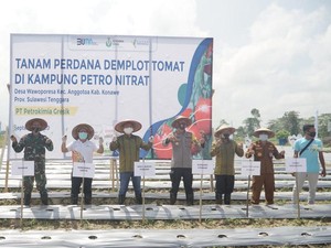 Ini Skema Petrokimia Gresik Genjot Pertanian Tomat & Cabai di Konawe