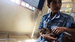 Kenalkan Magawa Tikus Raksasa Penjinak Ranjau Darat