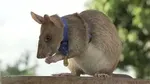 Kenalkan Magawa Tikus Raksasa Penjinak Ranjau Darat