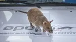 Kenalkan Magawa Tikus Raksasa Penjinak Ranjau Darat