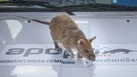 Magawa dengan aman bisa mendeteksi ranjau darurat dan dengan mudah melewatinya. Dia bahkan bisa mendeteksi ranjau di lapangan tenis dalam waktu 30 menit. (PDSA)