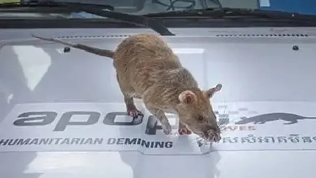 Magawa, tikus penerima medali emas