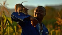 Tikus-tikus seperti Magawa atau disebut dengan HeroRat telah dilatih untuk mendeteksi ranjau darurat. Diperkirakan, ada 80 juta ranjau darat yang aktif di seluruh dunia. (Getty Images)