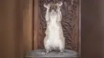 Kenalkan Magawa Tikus Raksasa Penjinak Ranjau Darat