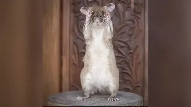 Magawa, tikus penerima medali emas