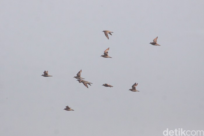 Sekelompok burung Cerek krenyut (Pasifik golden plover) terbang di atas langit pesisir Jakarta untuk singgah karena salah satu jenis burung migrasi pada saat musim dingin berlangsung di negara asalnya dibagian Eropa, Asia Timur, dan Asia Utara
