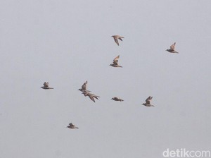 Terungkap! Dua Alasan Burung Terbang dalam Formasi V