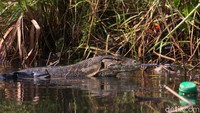 Biawak (Monitor lizard) juga menjadi salah satu penghuni pesisir Jakarta yang keberadaannya banyak dijumpai di sana.  