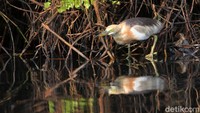 Beragam jenis burung seperti Burung Blekok sawah (Javan pond heron), berada di kawasan hutan mangrove di pesisir pantai Jakarta, yang menjadi salah satu habitat serta mencari makan dan berkembang biak.  