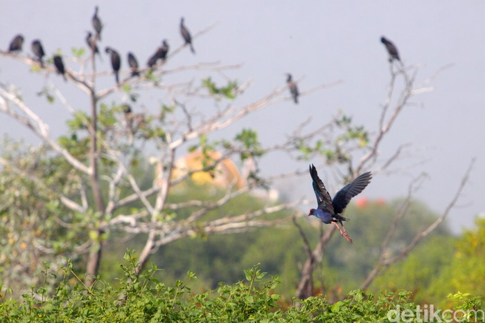 Burung Mandar besar (Western swamphen) terbang menghindar kehadiran manusia saat mencari makan di sekitar aliran sungai