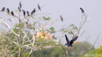Burung Mandar besar (Western swamphen) terbang menghindar kehadiran manusia saat mencari makan di sekitar aliran sungai.  