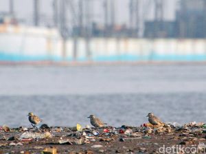 Potret Kehidupan Penghuni Pesisir Jakarta