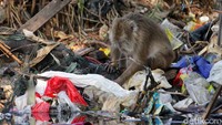 Tak hanya burung, satwa lain seperti Monyet ekor panjang (Macaca fascicularis) mencari makan di antara sisa-sisa sampah.  