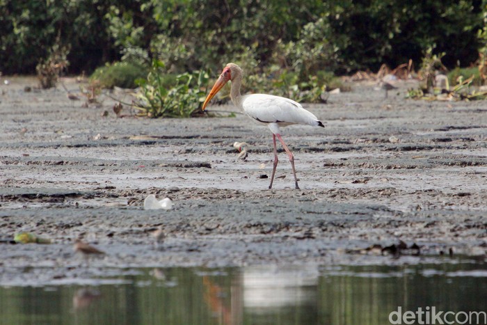 Penghuni Pesisir Jakarta Satu individu burung Bangau bluwok (Milky stork) satu dari sekian jenis burung migrasi yang singgah di pantai Jakarta. Kawasan pesisir di mana kondisi dan keberadaannya kian memprihatinkan karena sampah dan hilangnya habitat oleh pembangunan