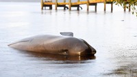 Dengan hampir 400 ekor paus mati di pantai Tasmania, operasi penyelamatan sekarang berfokus pada apa yang harus dilakukan dengan bangkai-bangkai tersebut.