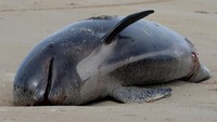 Ada berbagai teori mengapa paus bisa terdampar. Beberapa orang mengatakan hewan-hewan itu bisa kehilangan arah setelah mengikuti ikan yang mereka buru ke pantai. Sementara, ada yang percaya bahwa satu individu pemimpin dapat secara keliru memimpin seluruh kelompok paus ke pantai.