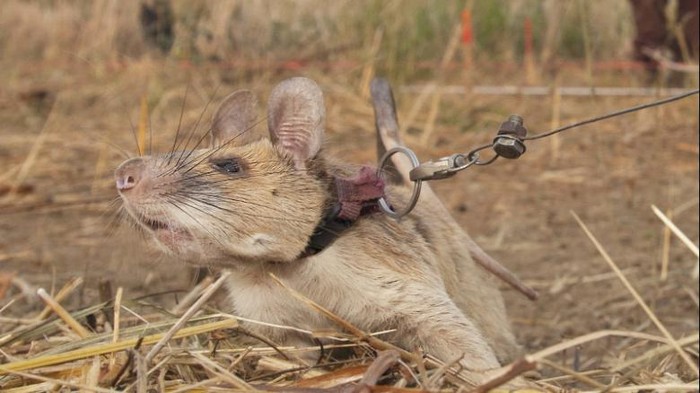 tikus magawa