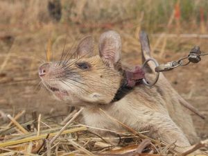 Magawa Tikus Pengendus Ranjau Darat Itu Pensiun