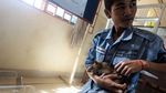 Seekor Tikus Ini Raih Medali Emas, Kok Bisa?