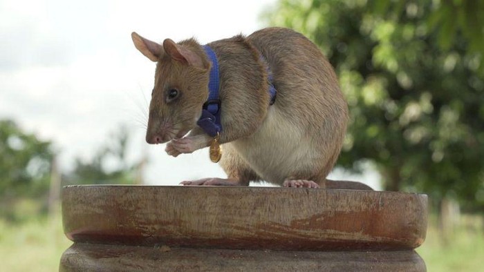 Tikus Raksasa Ini Dapat Medali Emas Gegara Deteksi Ranjau Darat Seekor tikus raksasa meraih medali emas dari Badan amal kedokteran Inggris, PDSA. Medali diberikan karena tikus itu mampu deteksi puluhan ranjau darat.