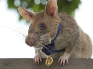 Tikus Raksasa Dianugerahi Medali Emas, Ahli Mendeteksi Ranjau Darat