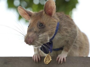 Tikus Raksasa Dianugerahi Medali Emas, Ahli Mendeteksi Ranjau Darat