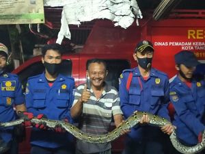 Bikin Merinding! Ular Sanca 4 Meter Nongol Saat Tauhid Mau Kencing